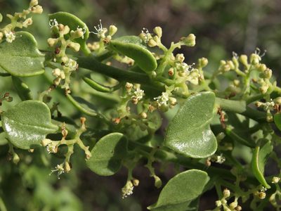 Cryptocarpus pyriformis, photographed by Jim Morefield