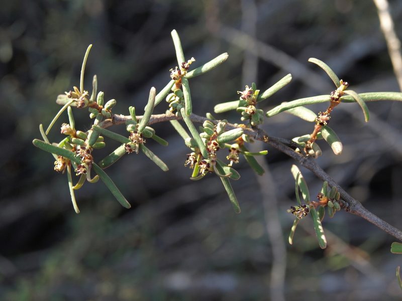 Euphorbia viminea, photographed by Jim Morefield