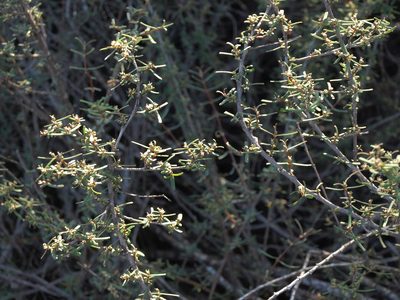 Euphorbia viminea, photographed by Jim Morefield
