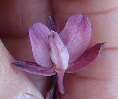 Eulophia hians, photographed by Peter Warren