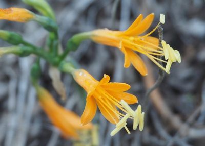 Stenomesson flavum, photographed by John G. Phillips