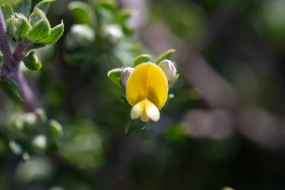 Aspalathus marginata, photographed by magriet b