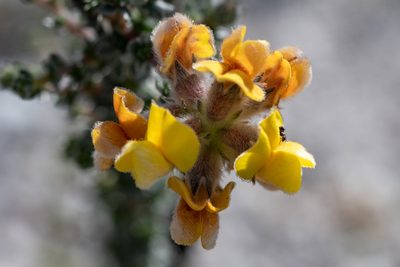 Aspalathus ramulosa, photographed by magriet b