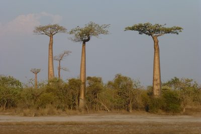 Adansonia grandidieri