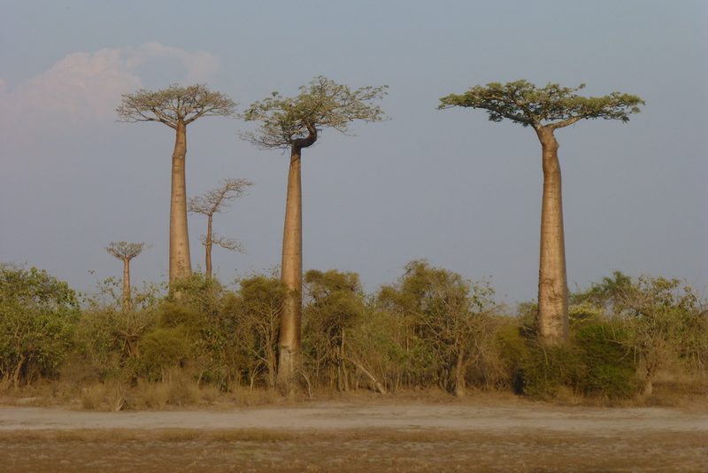 Adansonia grandidieri, photographed by Sheelagh Halsey