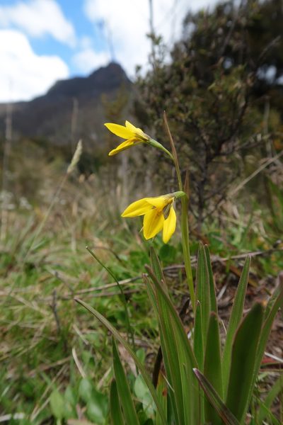 Diuris monticola, photographed by Cowirrie