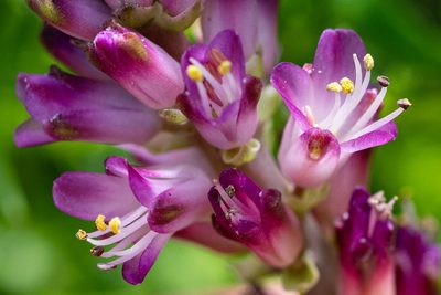 Lachenalia salteri, photographed by magriet b