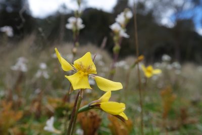 Diuris monticola, photographed by Cowirrie