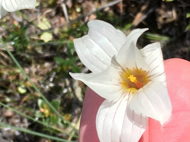 Olsynium biflorum, photographed by Nick Blewden