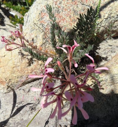 Pelargonium trifoliolatum, photographed by linkie