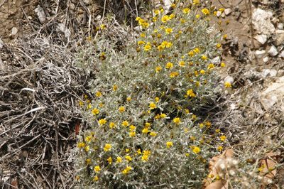 Thymophylla setifolia, photographed by Eric Knight