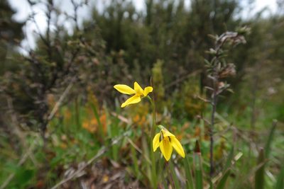 Diuris monticola, photographed by Cowirrie