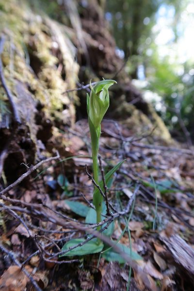 Pterostylis scabrida, photographed by Cowirrie
