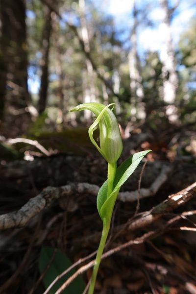 Pterostylis scabrida, photographed by Cowirrie