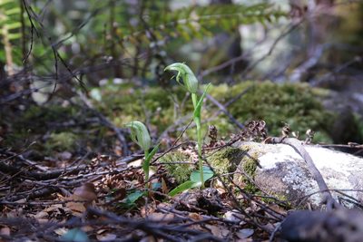 Pterostylis scabrida, photographed by Cowirrie