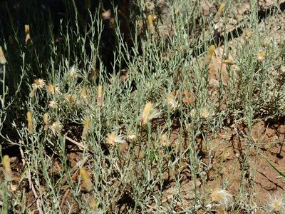 Baccharis tenella, photographed by Guillermo Debandi