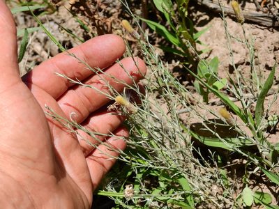 Baccharis tenella, photographed by Guillermo Debandi