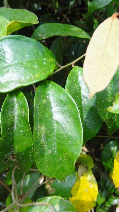 Scleropyrum pentandrum, photographed by Siddarth Machado