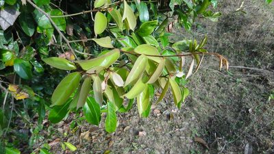 Scleropyrum pentandrum, photographed by Siddarth Machado