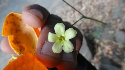Harpullia arborea, photographed by Siddarth Machado