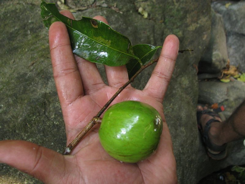 Donella lanceolata, photographed by Siddarth Machado