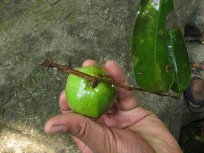 Donella lanceolata, photographed by Siddarth Machado