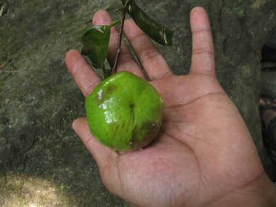 Donella lanceolata, photographed by Siddarth Machado