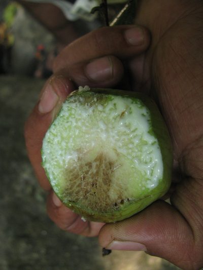 Donella lanceolata, photographed by Siddarth Machado