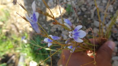 Lindernia hyssopioides, photographed by Siddarth Machado