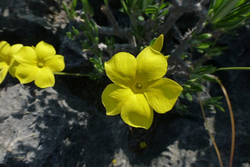 Pachypodium rosulatum, photographed by Sheelagh Halsey