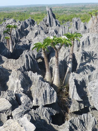 Pachypodium lamerei, photographed by Sheelagh Halsey
