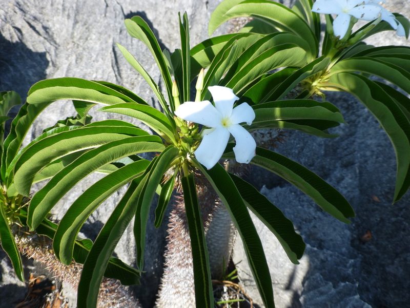 Pachypodium lamerei, photographed by Sheelagh Halsey