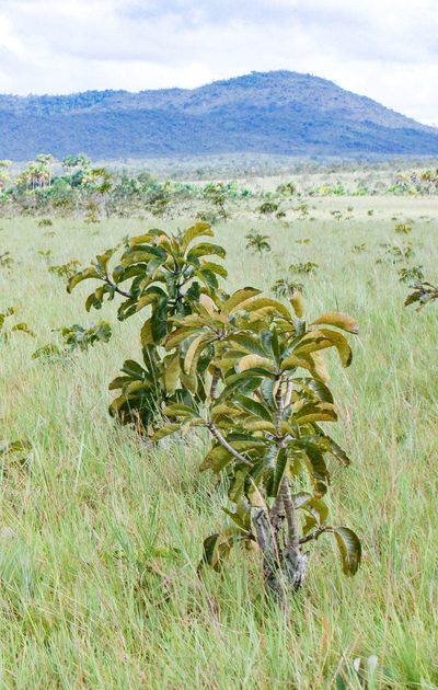 Salvertia convallariodora, photographed by Kristof Zyskowski