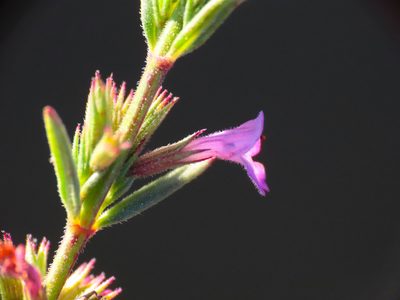 Micromeria graeca, photographed by Emanuele Santarelli