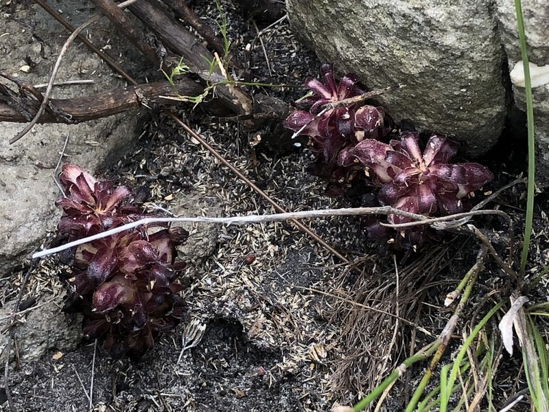Hyobanche atropurpurea, photographed by Dave U