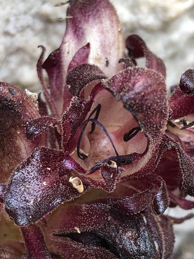 Hyobanche atropurpurea, photographed by Dave U