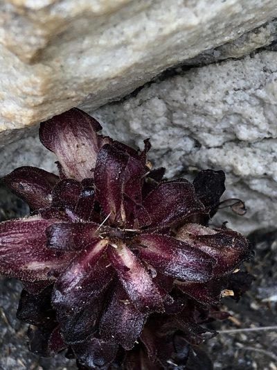 Hyobanche atropurpurea, photographed by Dave U