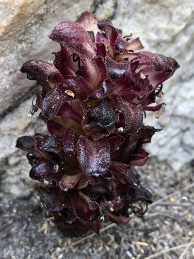 Hyobanche atropurpurea, photographed by Dave U