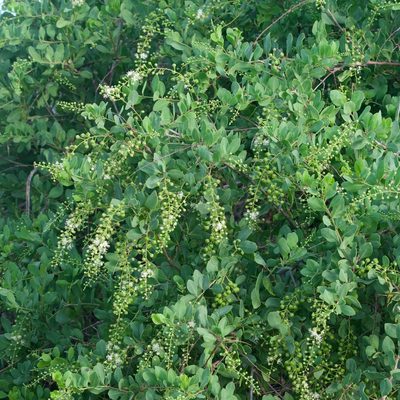 Stegnosperma halimifolium, photographed by Bill Levine