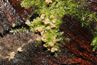 Leptodictyum riparium, photographed by Stephen James McWilliam
