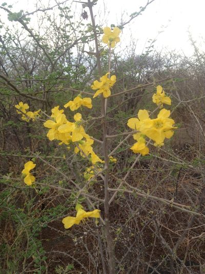 Rhigozum brevispinosum, photographed by Robert Taylor