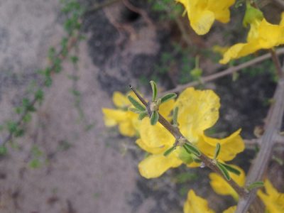Rhigozum brevispinosum, photographed by Robert Taylor