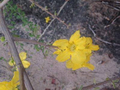 Rhigozum brevispinosum, photographed by Robert Taylor