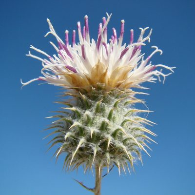 Cousinia affinis, photographed by Юрий Данилевский (Yuriy Danilevsky)