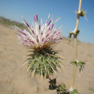 Cousinia affinis, photographed by Юрий Данилевский (Yuriy Danilevsky)