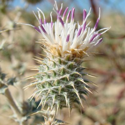 Cousinia affinis, photographed by Юрий Данилевский (Yuriy Danilevsky)