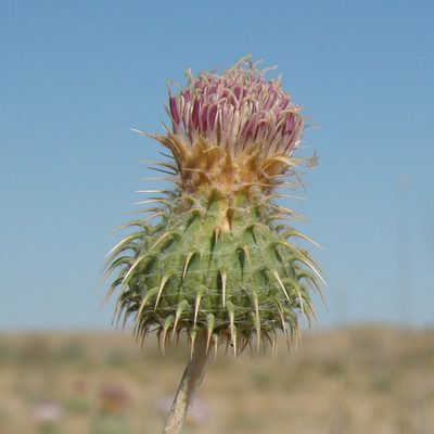 Cousinia affinis, photographed by Юрий Данилевский (Yuriy Danilevsky)