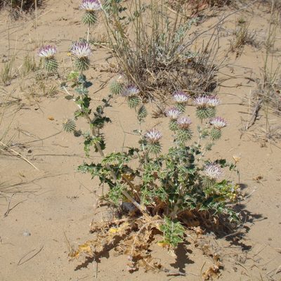 Cousinia affinis, photographed by Юрий Данилевский (Yuriy Danilevsky)