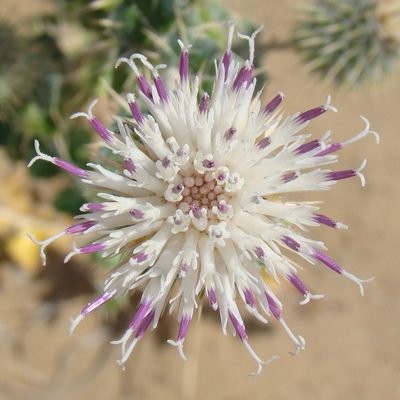 Cousinia affinis, photographed by Юрий Данилевский (Yuriy Danilevsky)