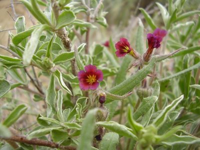Nonea caspica, photographed by Юрий Данилевский (Yuriy Danilevsky)